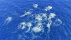 ザトウクジラ